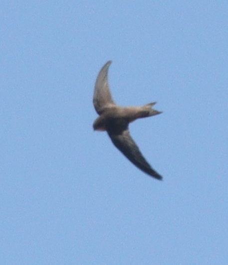 Cape Verde Swift (Apus alexandri), photo 7