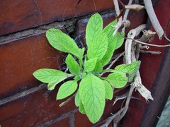 Pentaglottis sempervirens