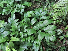 Nekemias cantoniensis