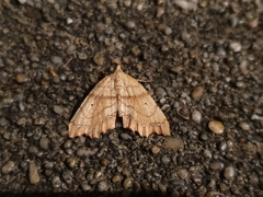 Chalastra pellurgata