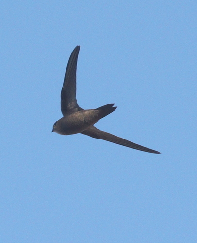 Cape Verde Swift (Apus alexandri)