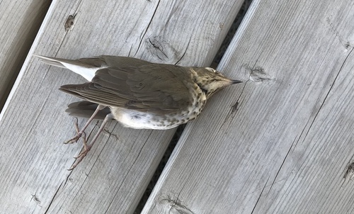 Swainson's Thrush