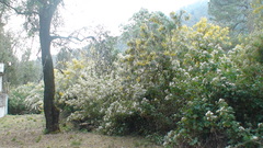 Senecio cinerarioides