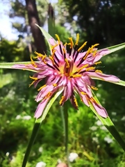 Tragopogon coelesyriacus