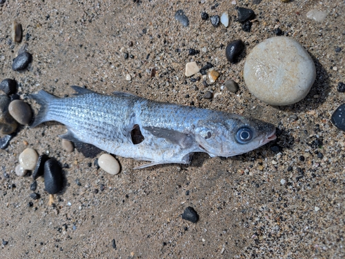 Chelon labrosus