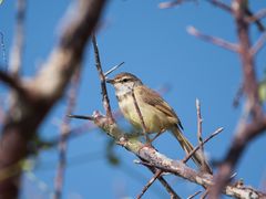 Prinia flavicans