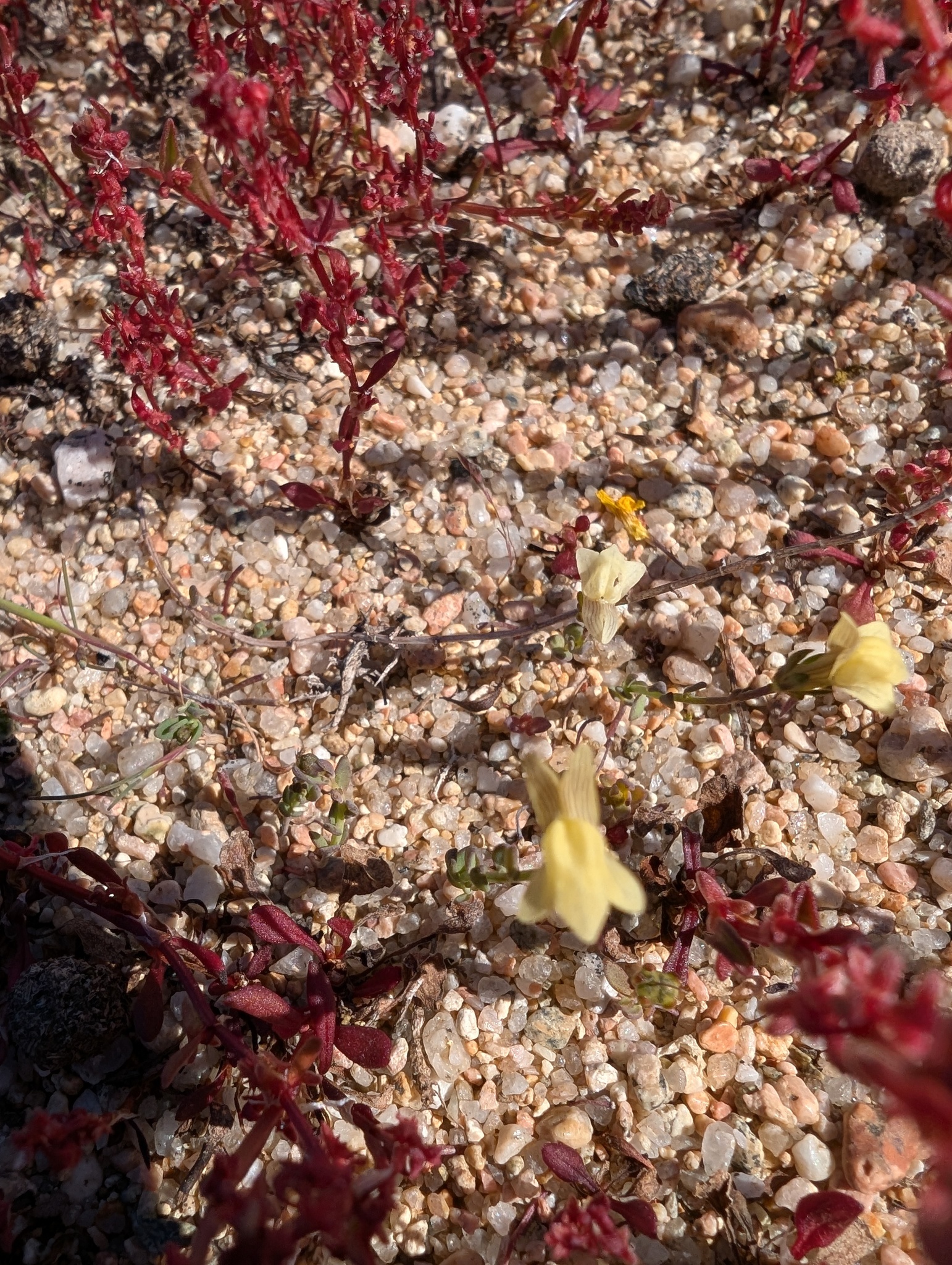 Linaria amarilla