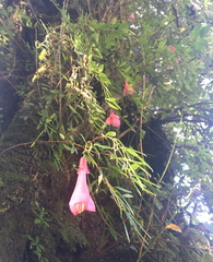 Philesia magellanica