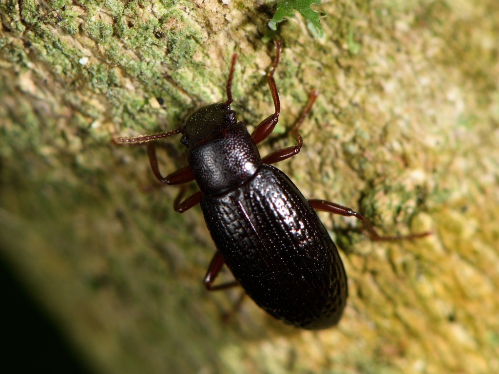 Lichen Darkling Beetle