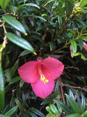 Philesia magellanica