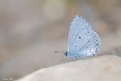 Celastrina lavendularis himilcon
