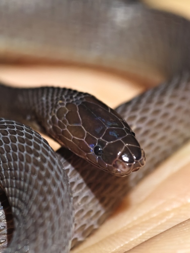 Kuocang Moutain odd-scaled snake