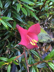 Philesia magellanica