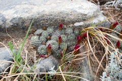 Aylostera
