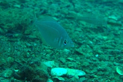 Parequula melbournensis