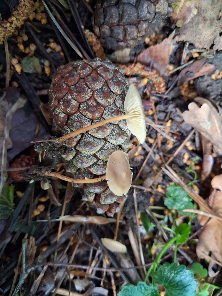 Strobilurus tenacellus · May 2026 · photo: © mangoblatt (iNaturalist, cc0)