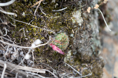 Aylostera