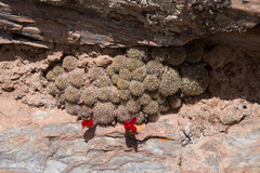 Aylostera