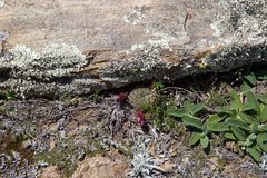 Aylostera
