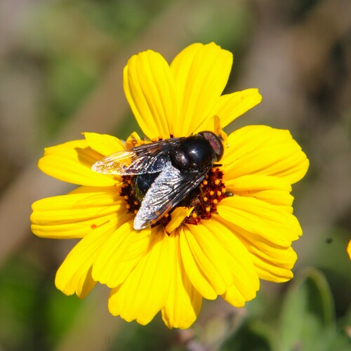 iNaturalist observation photo of Mexican Cactus Fly