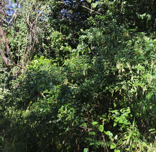 Dalbergia obovata, photograph 2