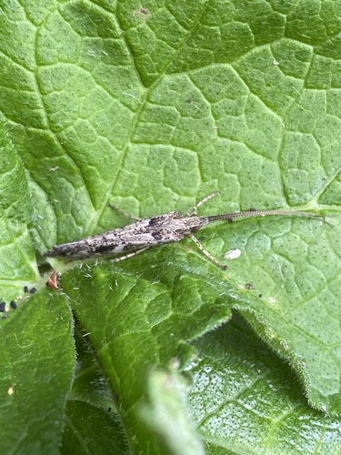 Mottled Sedge, Amsterdamse Bos, Amstelveen, Noord-Holland, NL, photo 5 of 10