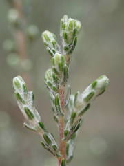 Seriphium passerinoides image