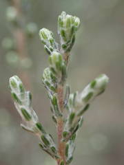 Seriphium passerinoides image