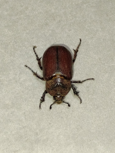 Coelosis inermis
