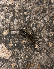 Thereuonema tuberculata