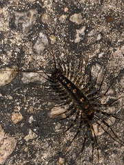 Thereuonema tuberculata