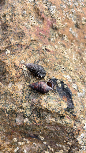 Cerithium coralium observed 2026-05-06