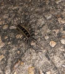 Thereuonema tuberculata