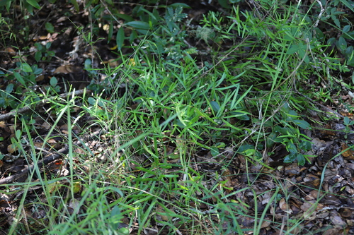 Asparagus falcatus (Asparagus falcatus)