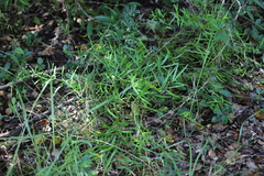 Asparagus falcatus, photograph (c) Suvarna Parbhoo Mohan, some rights reserved (CC BY-SA)
