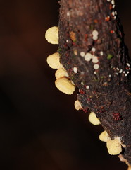 Crepidotus stromaticus