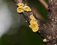 Crepidotus stromaticus