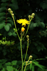 Sonchus arvensis