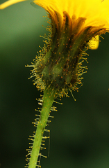 Sonchus arvensis
