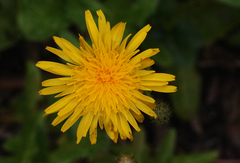 Sonchus arvensis