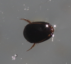 Hydaticus exclamationis