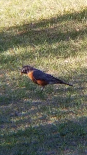 Turdus migratorius image