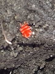 Platytrombidium