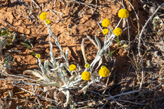 Leiocarpa leptolepis