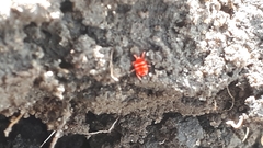 Platytrombidium