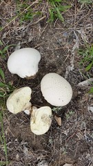 Calvatia candida