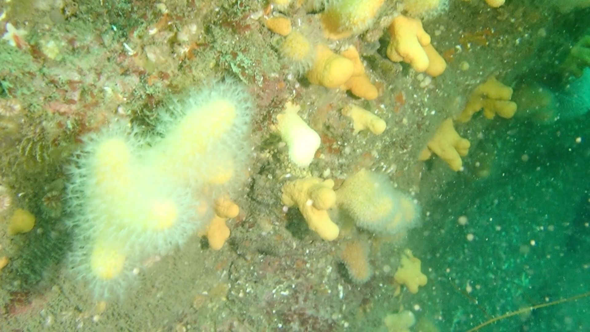 Alcyonium digitatum Linnaeus, 1758