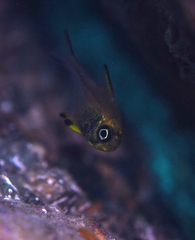 Pempheris multiradiata
