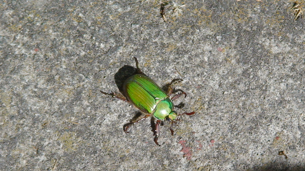 Escarabajo gema (Centro Comunitario Ahuayoto) · iNaturalist