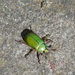 Chrysina orizabae - Photo (c) maestro_rojo, some rights reserved (CC BY-NC), uploaded by maestro_rojo